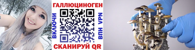 где купить наркотик  Питкяранта  Галлюциногенные грибы Cubensis 